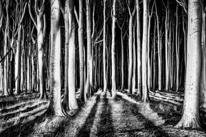 acrylic-print-ghost-forest