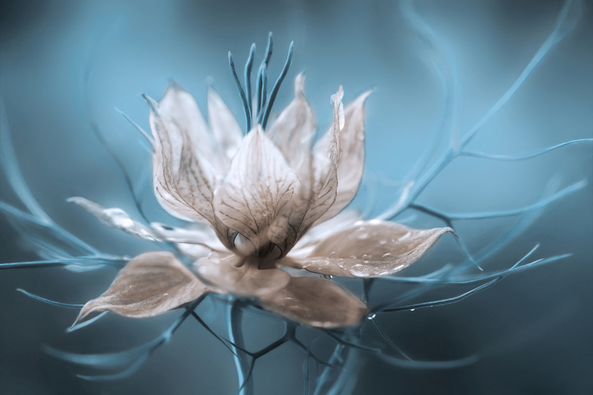 canvas-print-nigella