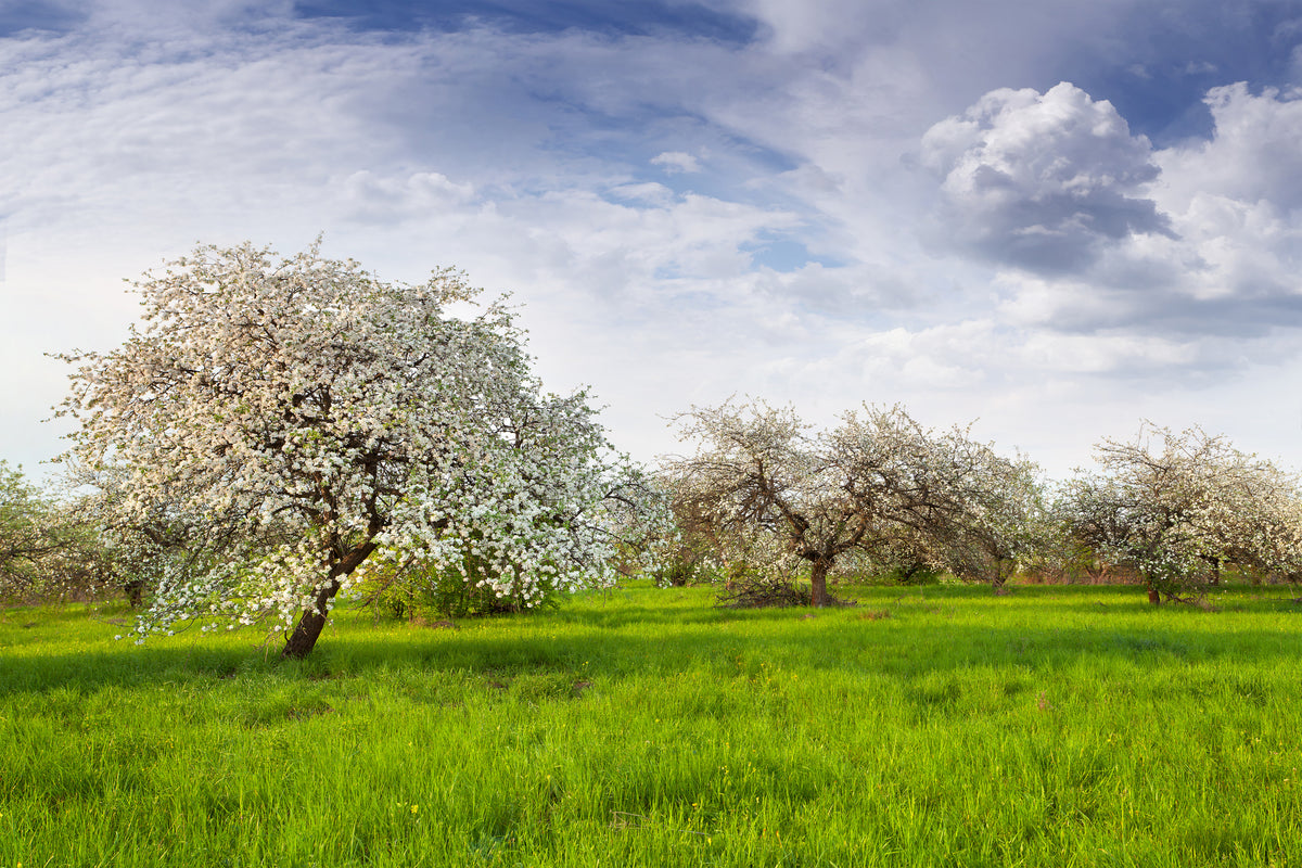 canvas-print-apple-tree-garden
