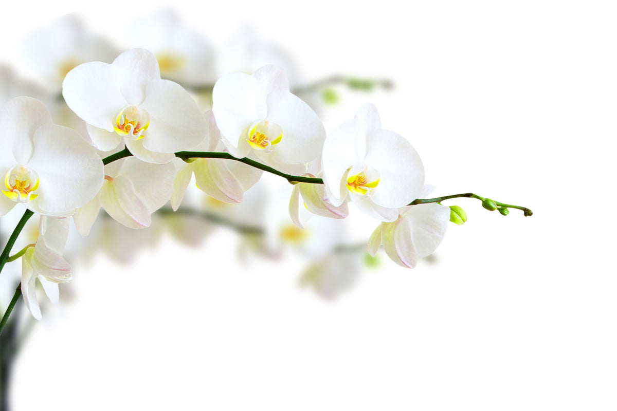 3-piece-acrylic-print-white-orchids