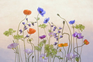 framedposter-print-poppy-a-anemone-x