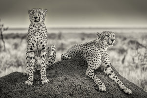 aluminium-print-two-cheetahs-watching-out