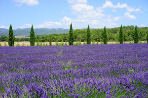 poster-print-magnificent-lavender-field