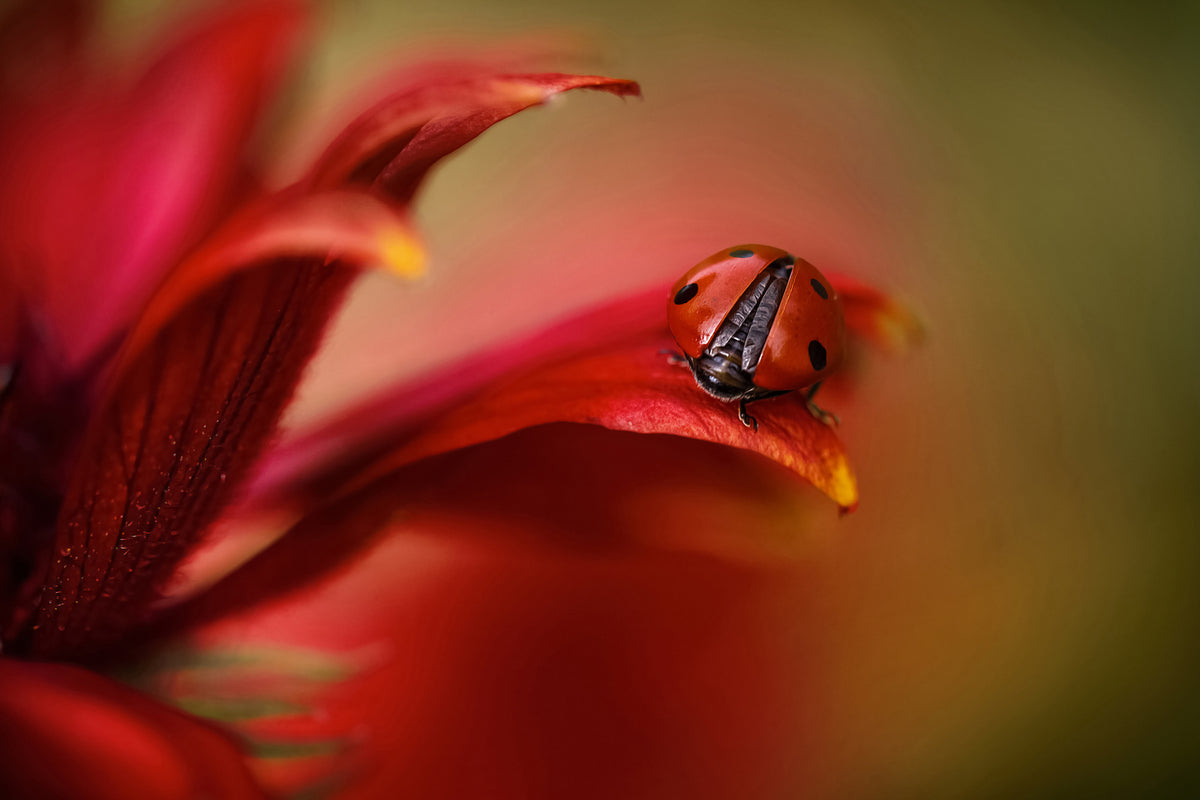 aluminium-print-simply-red-x