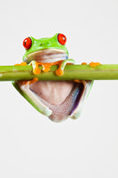 acrylic-print-frog-acrobatics