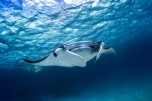 modern-3-piece-acrylic-print-manta-ray
