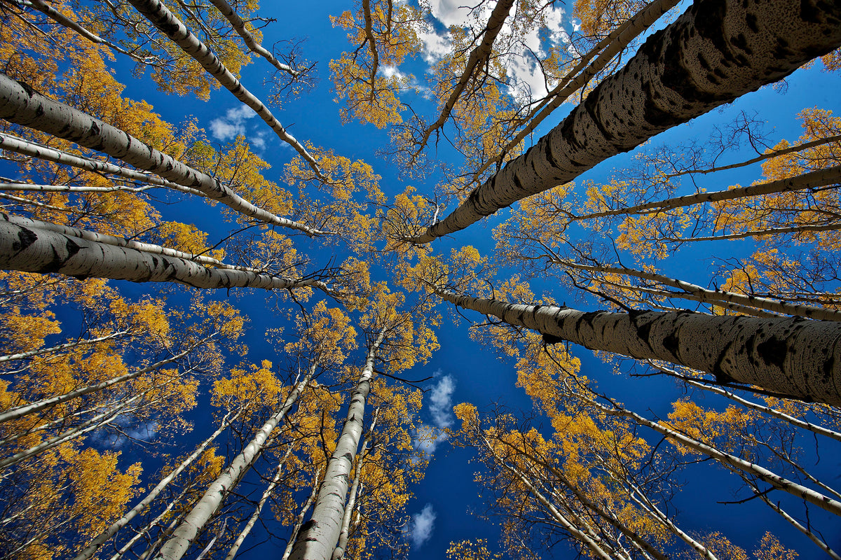 framedposter-print-aspen-s-fall-x