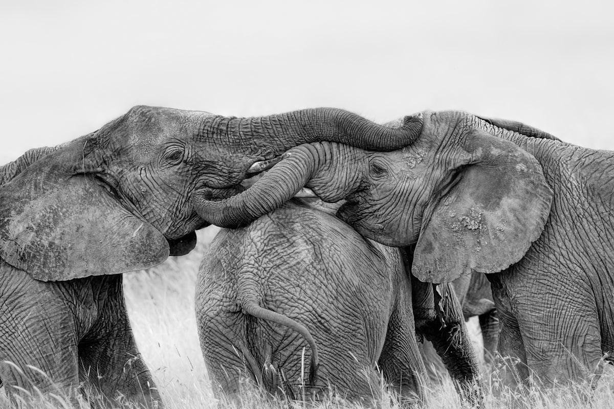 poster-print-elephant-playing-x