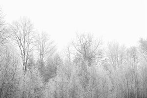 modern-3-piece-aluminium-print-birches-in-the-snow