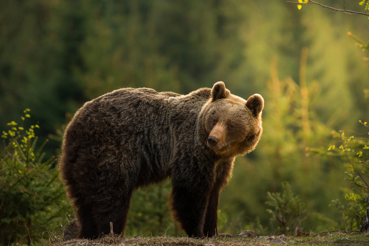 canvas-print-backlit-bear-x