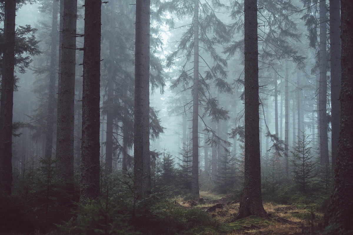 3-piece-canvas-print-forest-in-the-fog
