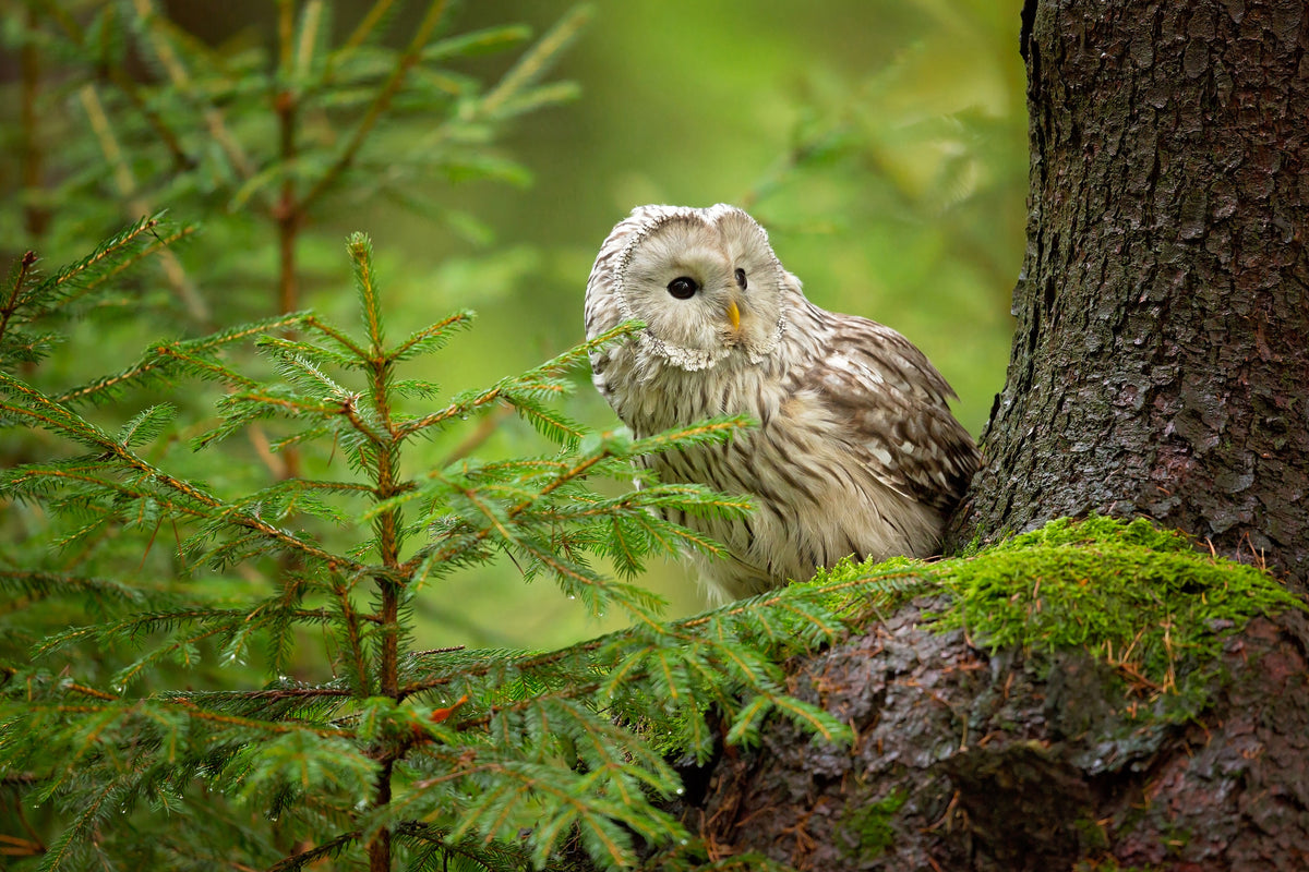 framedcanvas-print-ural-owl-x