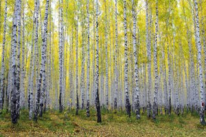 modern-3-piece-acrylic-print-autumnal-birch-forest