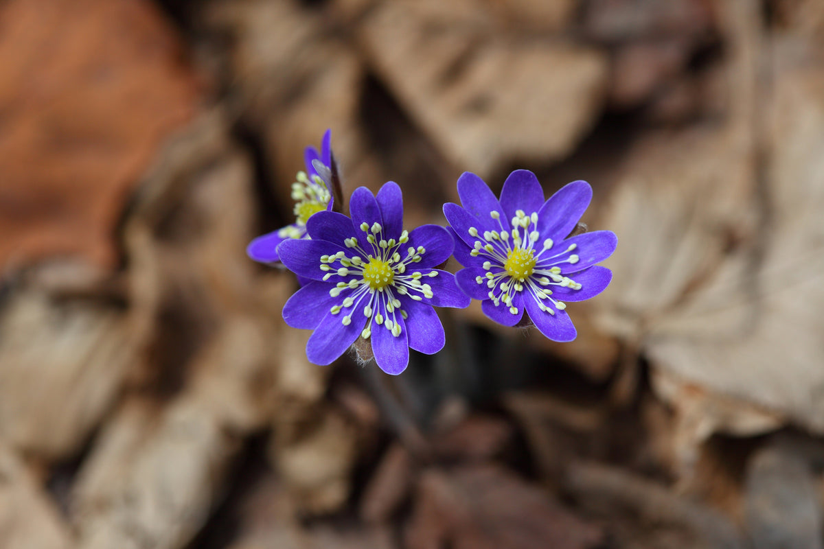 acrylic-print-wildflowers