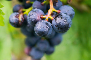 aluminium-print-grapes