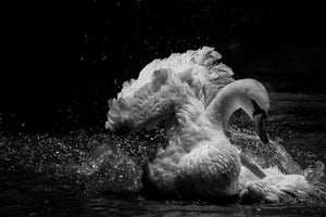 3-piece-canvas-print-in-motion