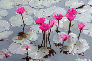 framedcanvas-print-jump-in-the-lily-pond
