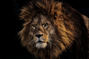framedcanvas-print-portrait-of-a-lion