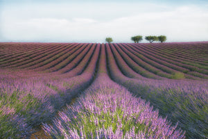 acrylic-print-velours-de-lavender