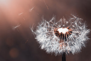 acrylic-print-dandelion-in-the-evening-light