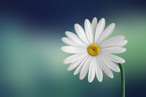 modern-3-piece-aluminium-print-flower