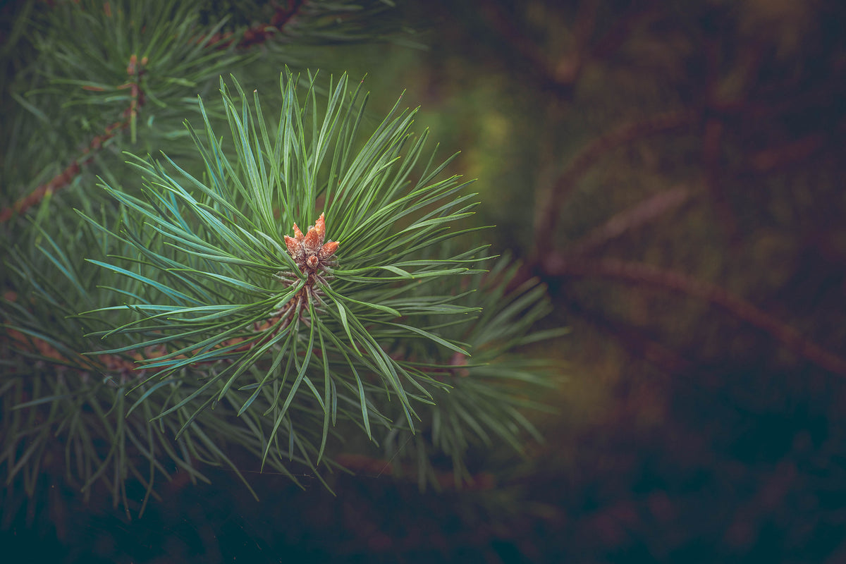 aluminium-print-pine-tree-close-up