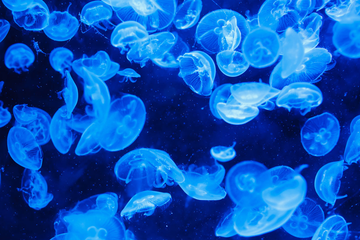 canvas-print-many-jellyfish-in-the-blue-water