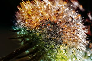 poster-print-dandelion-in-the-morning-dew