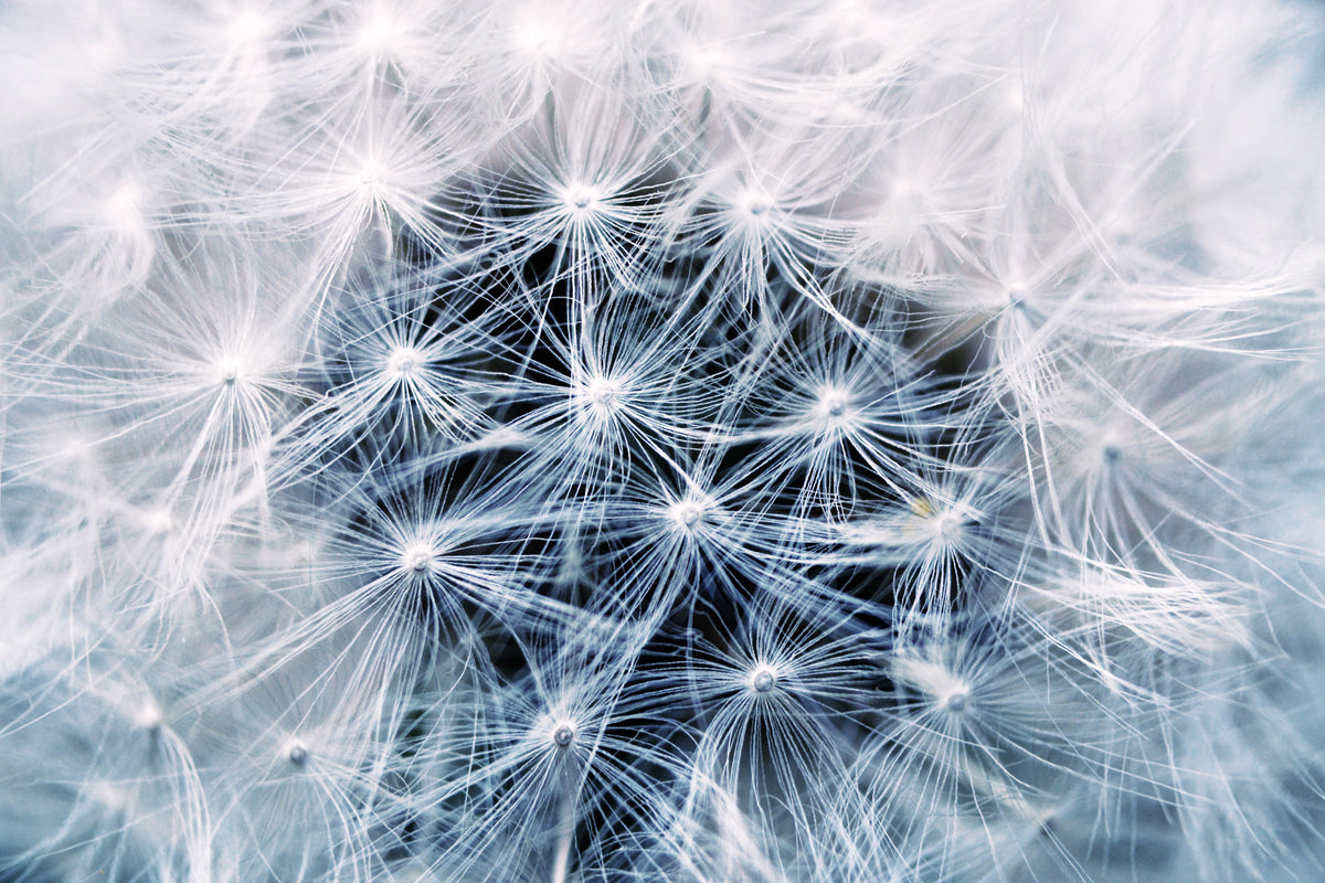 3-piece-acrylic-print-ripe-dandelion-close-up
