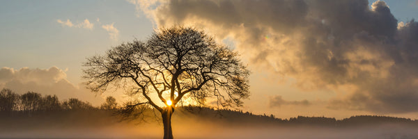 panoramic-3-piece-acrylic-print-a-lonely-tree-panorama