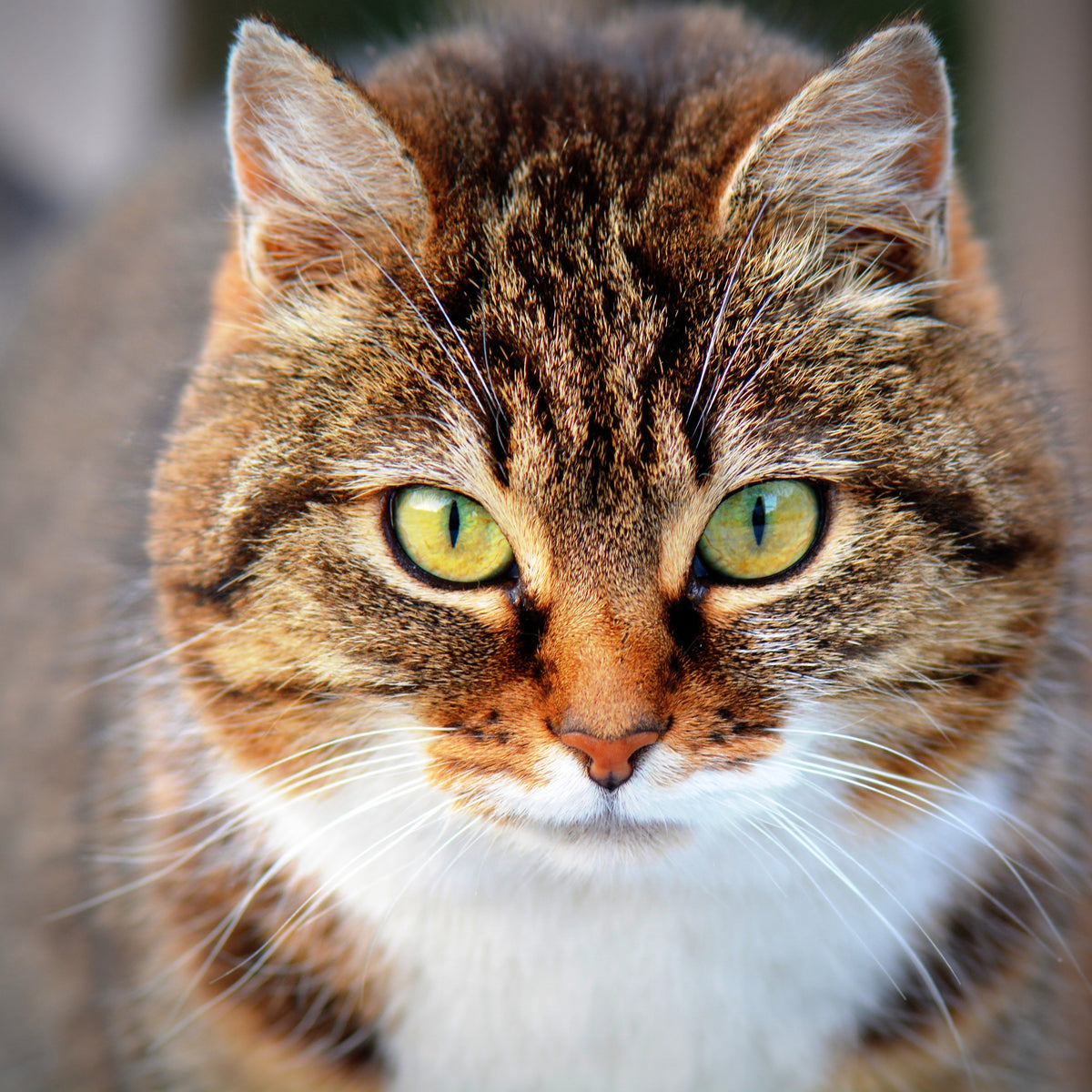 acrylic-print-tiger-cat
