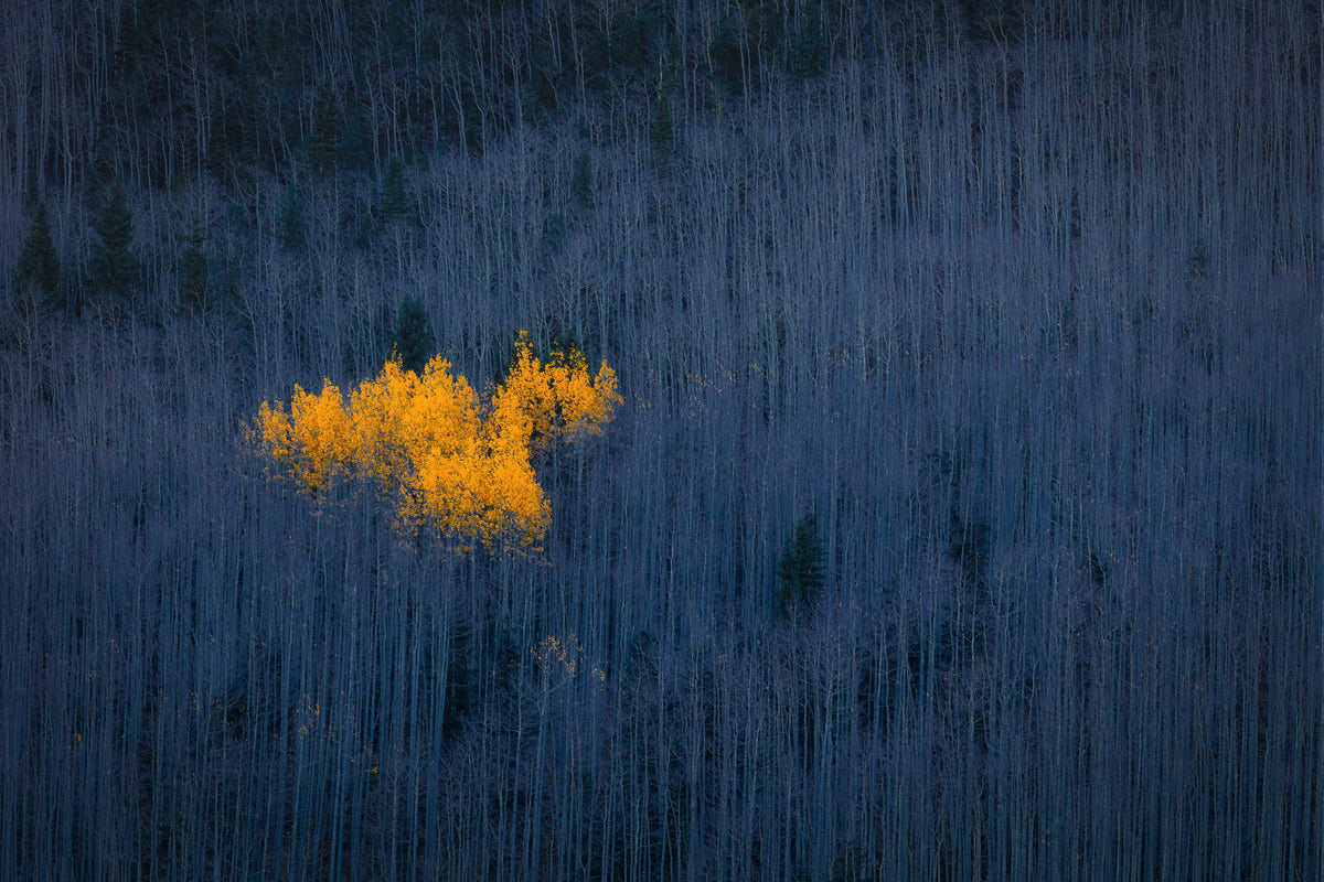 framedcanvas-print-heart-of-aspens