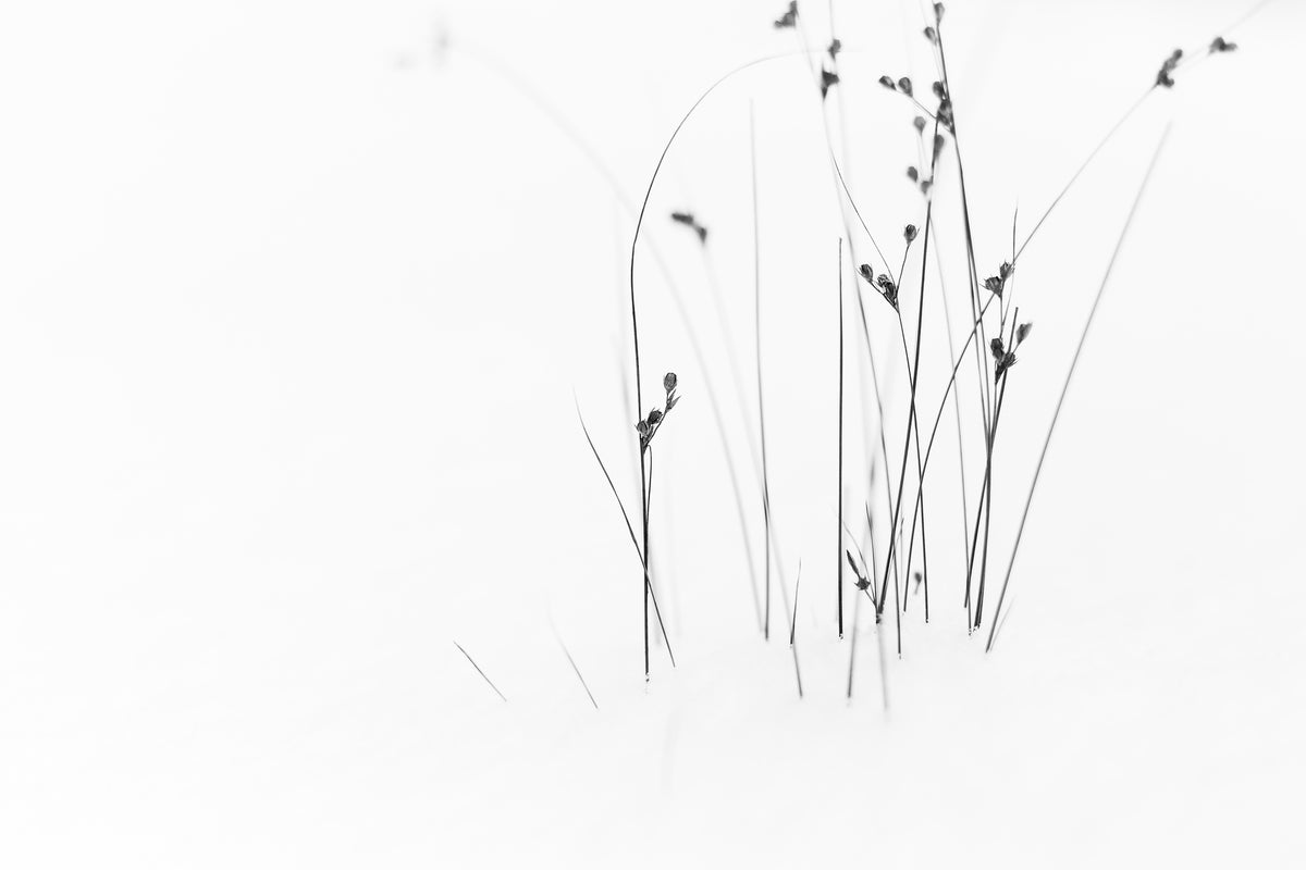 framedcanvas-print-black-on-white