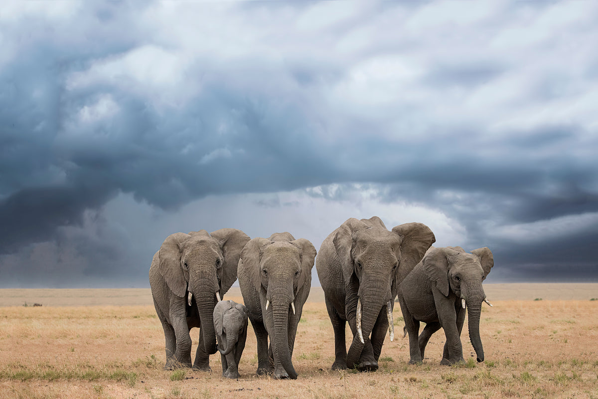 canvas-print-elephant-walk-x