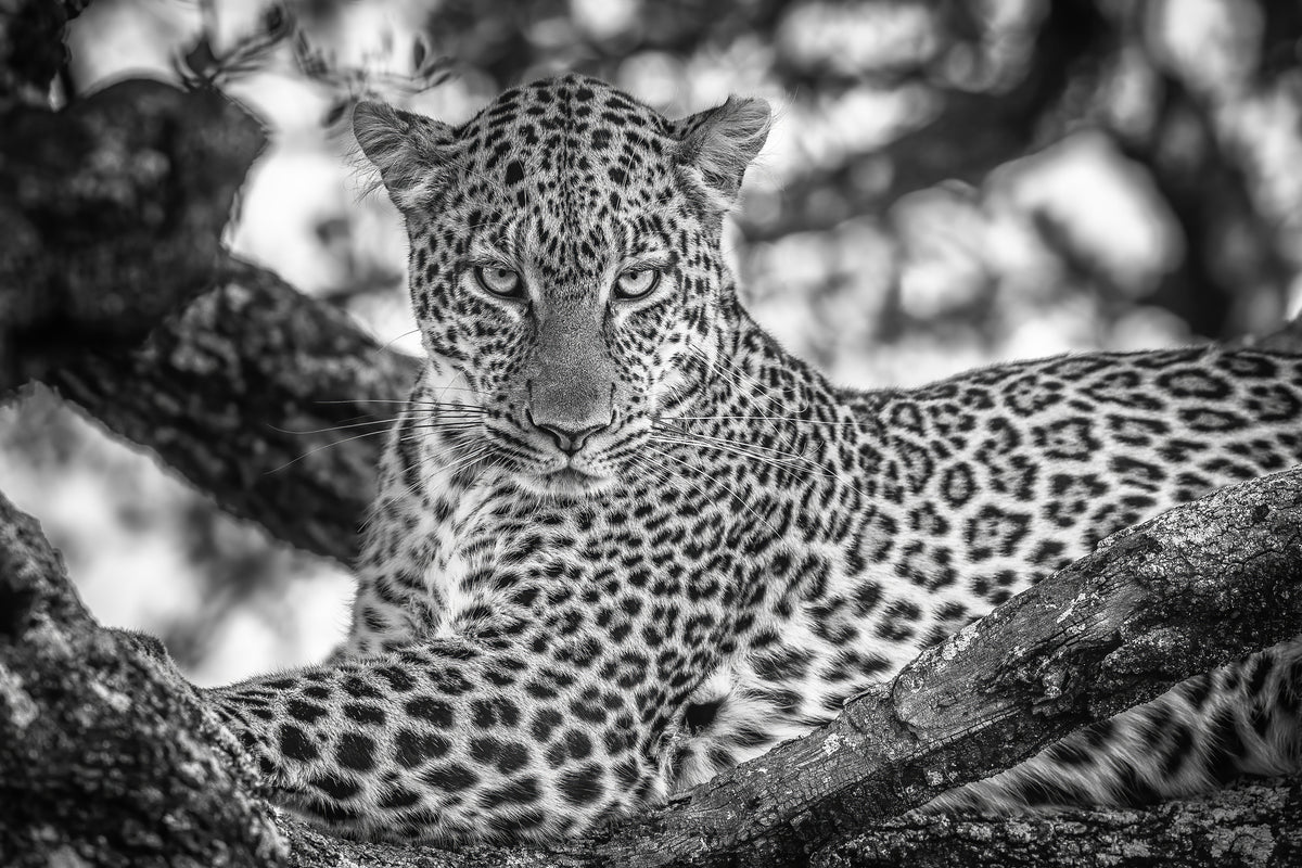 canvas-print-monochrome-beauty-x