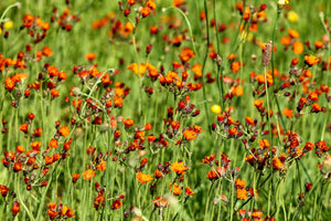 3-piece-acrylic-print-hawkweeds