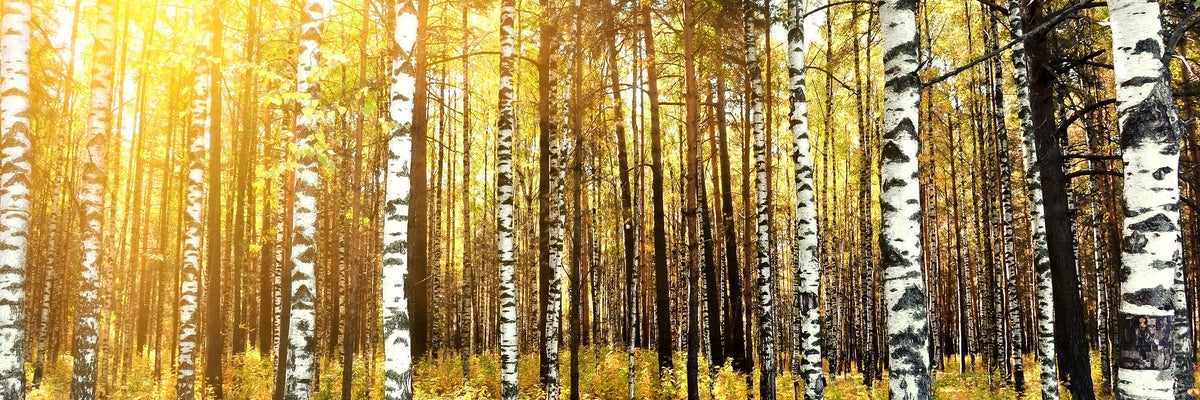 panoramic-acrylic-print-birch-forest-panorama