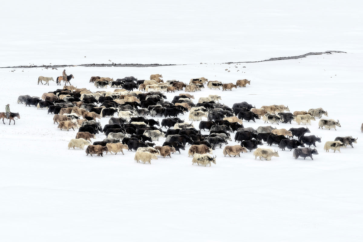 3-piece-aluminium-print-yaks-in-snow