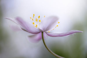 framedcanvas-print-nemorosa-ii