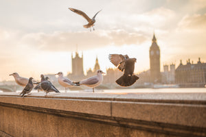 3-piece-aluminium-print-the-pigeons-on-the-roof