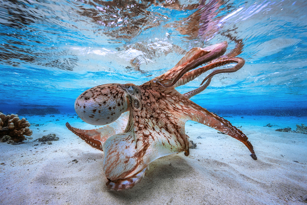 modern-3-piece-acrylic-print-dancing-octopus