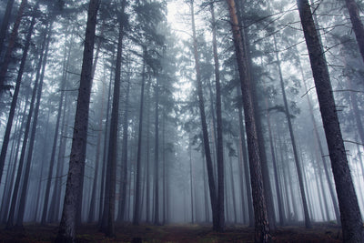 poster-print-mysterious-foggy-forest-x