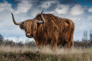 poster-print-attention-bull