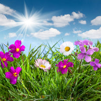 acrylic-print-flowering-meadow