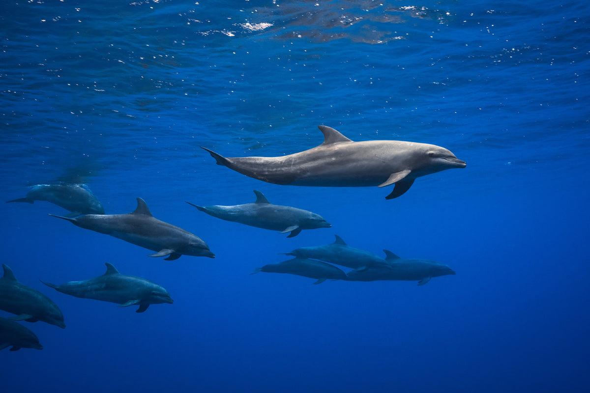 aluminium-print-dolphins-x