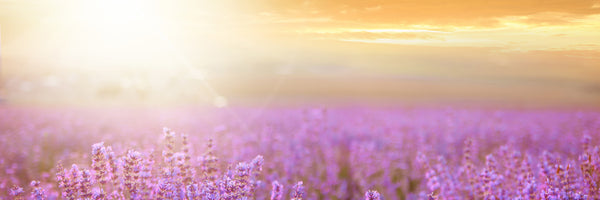 panoramic-3-piece-acrylic-print-sunset-in-lavender-field-panorama