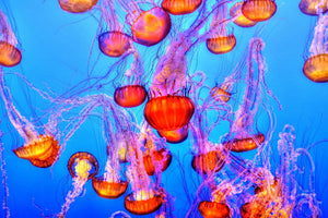 framedposter-print-colorful-jellyfish