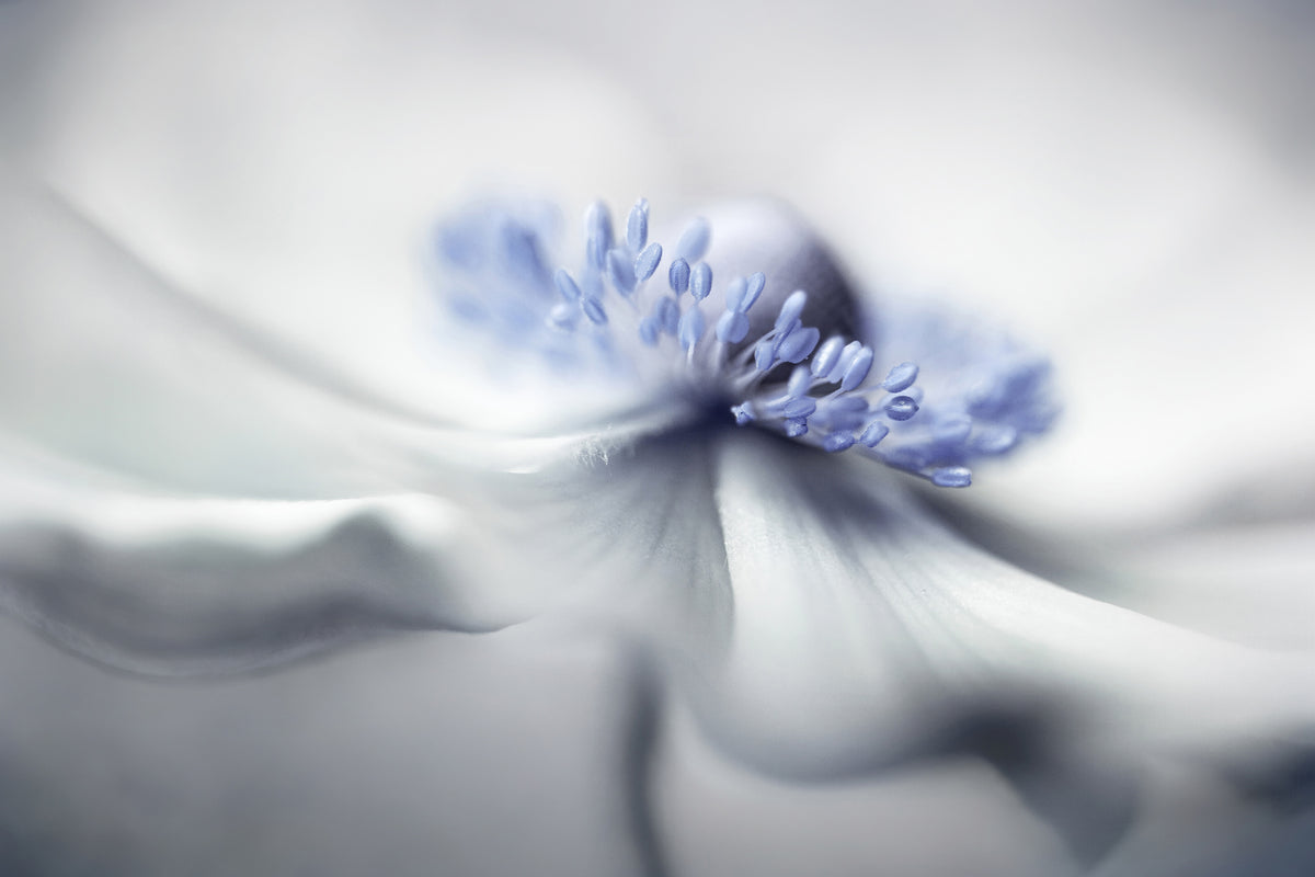 canvas-print-anemone-spirit