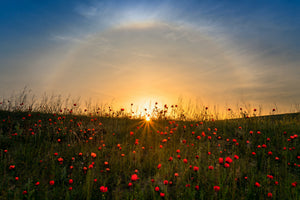 acrylic-print-red-poppies-and-sunrise