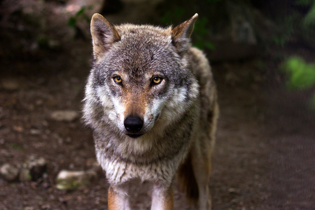acrylic-print-the-evil-wolf